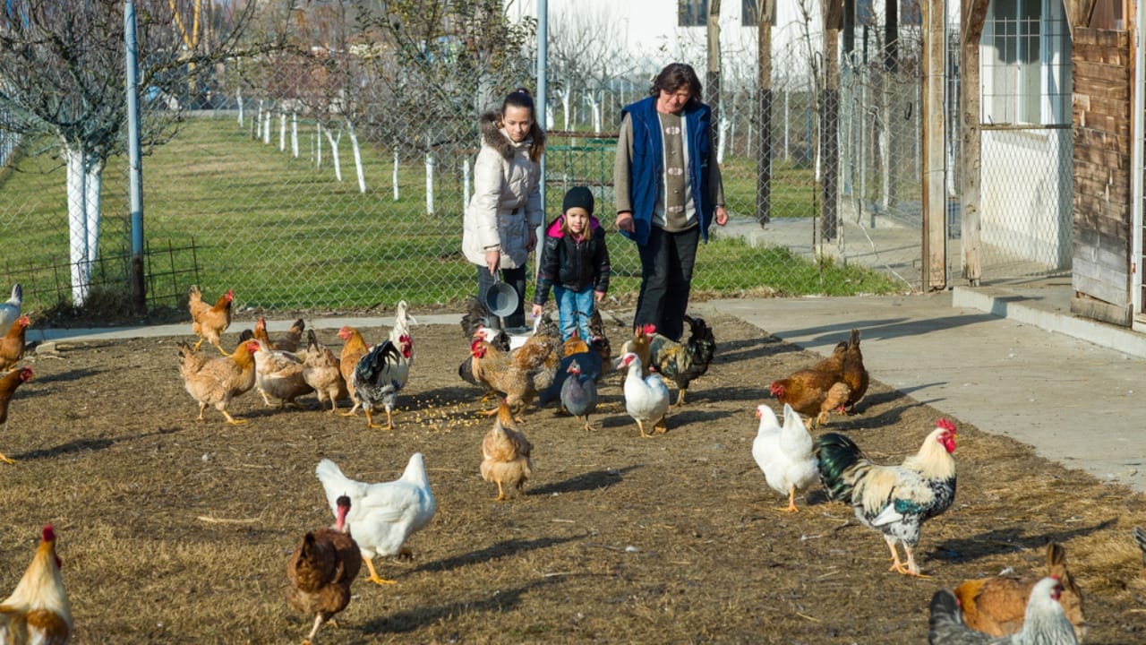 16 Reasons Backyard Chickens Belong in Your Home’s Backyard 11 16 Reasons Backyard Chickens Belong in Your Home’s Backyard - neighbor with chicken ss546779215