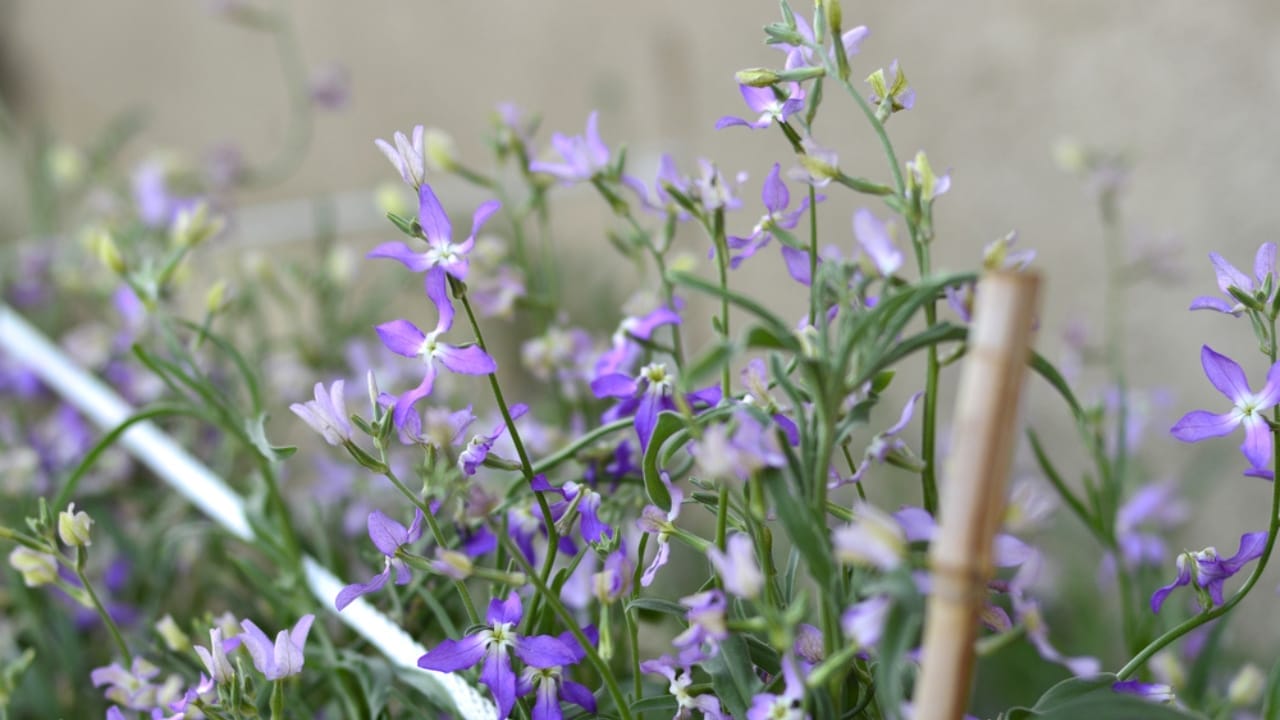 Awaken Your Senses with These 15 Flowers in Your Garden 17 Awaken Your Senses with These 15 Flowers in Your Garden - night scented stock ss282449603