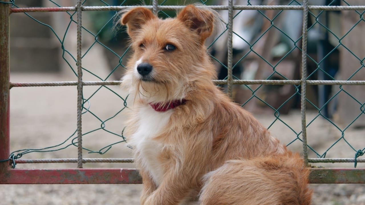 15 Overlooked Dog Breeds That are Smarter Than They Seem 5 15 Overlooked Dog Breeds That are Smarter Than They Seem - norfolk terrier ss2249947009