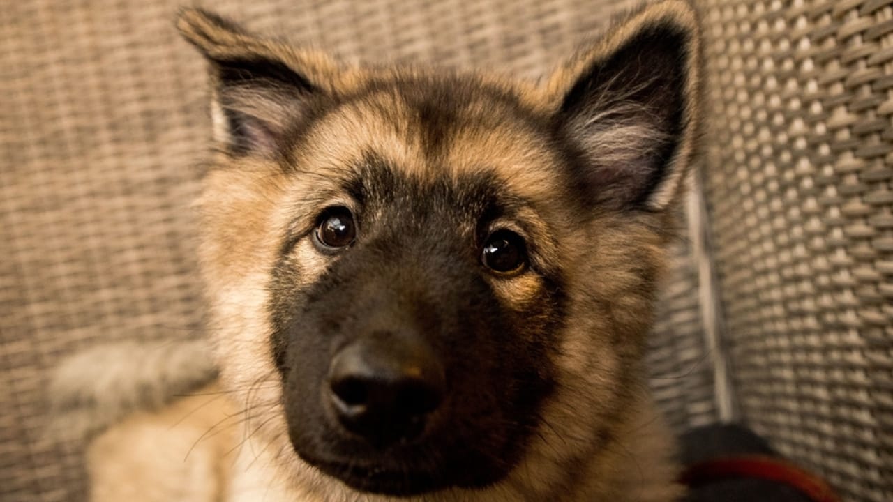 The World's Most Unique Dog: 8 Lundehund Facts 3 The World's Most Unique Dog: 8 Lundehund Facts - norweigan lundehund close up ss2314137669