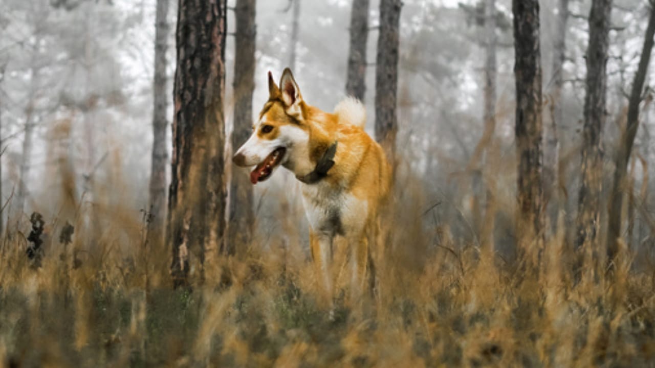 The World's Most Unique Dog: 8 Lundehund Facts 2 The World's Most Unique Dog: 8 Lundehund Facts - norweigan lundehund in forest ss1692207229