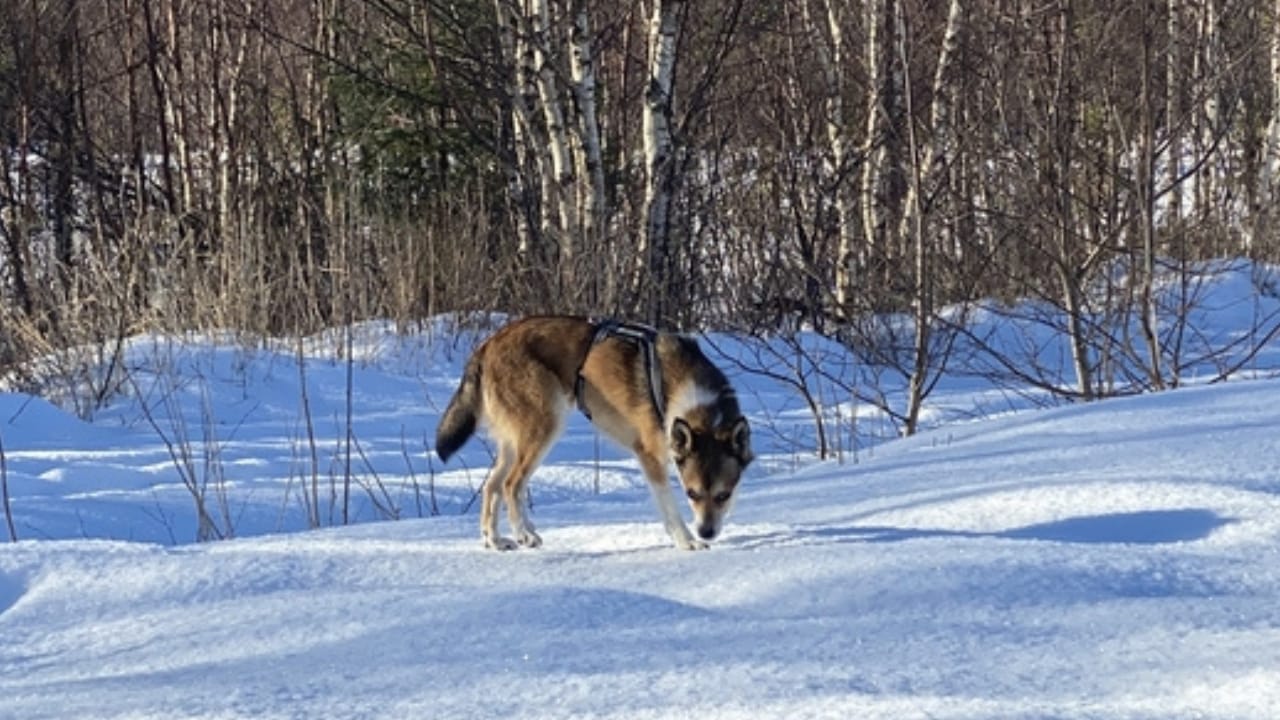 The World's Most Unique Dog: 8 Lundehund Facts 9 The World's Most Unique Dog: 8 Lundehund Facts - norweigan lunderhund in winter ss2511693165