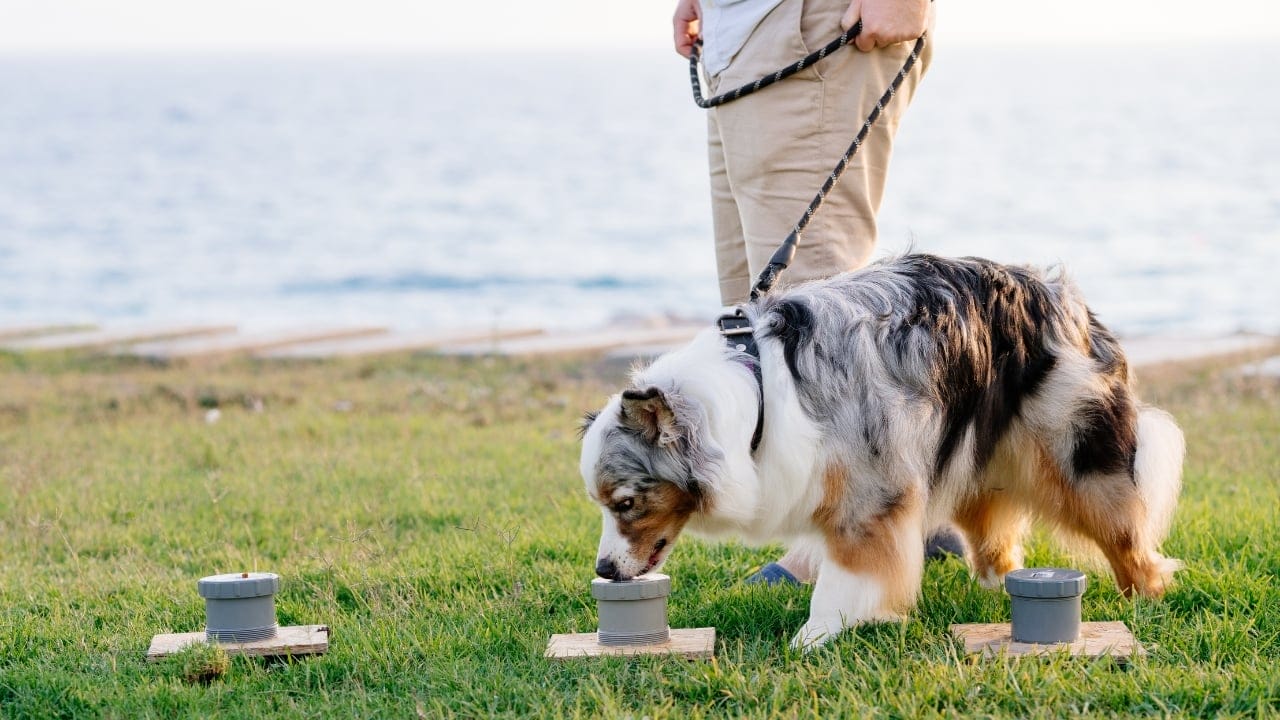 Canine Nosework: The Perfect Combo of Fun & Focus for Your Dog 9 Canine Nosework: The Perfect Combo of Fun & Focus for Your Dog - nosework dog ss2388833323