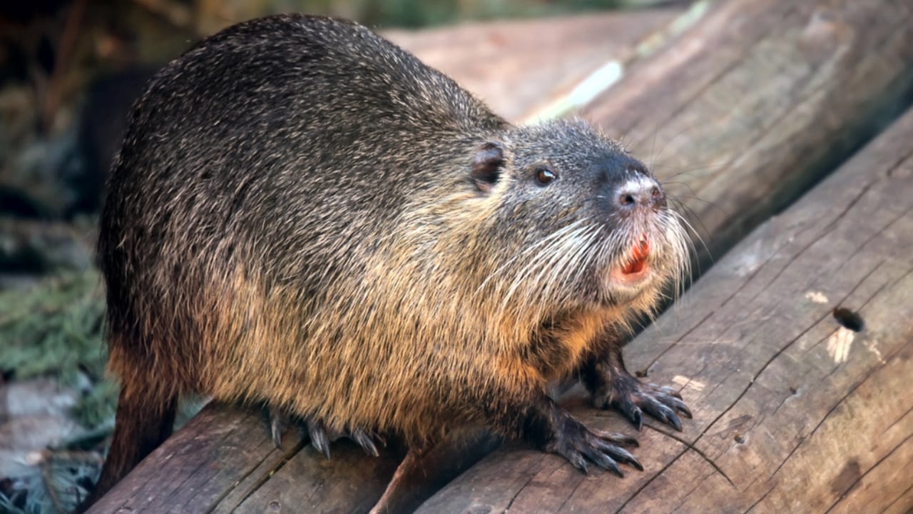 America’s 12 Most Destructive Invasive Species Taking Over Ecosystems - nutria dp70214437
