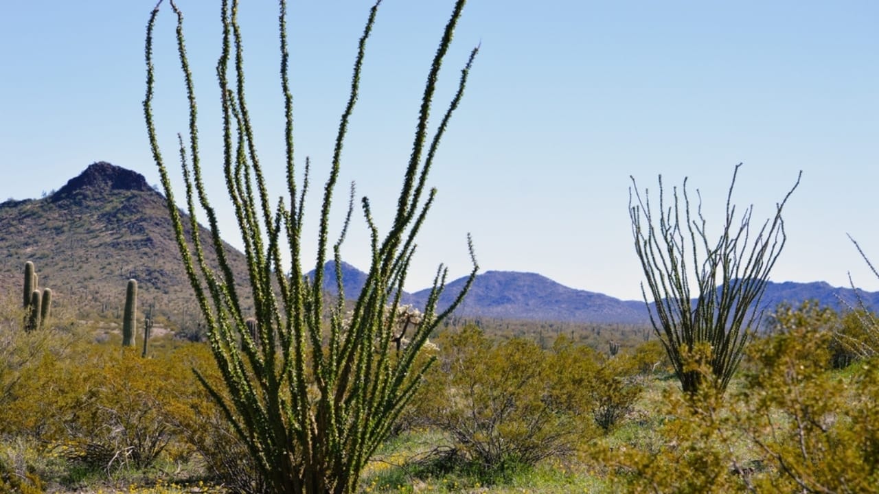 15 Hardy Plants That Thrive in Dry, Desert Landscapes 6 15 Hardy Plants That Thrive in Dry, Desert Landscapes - ocotillo ss2268514673