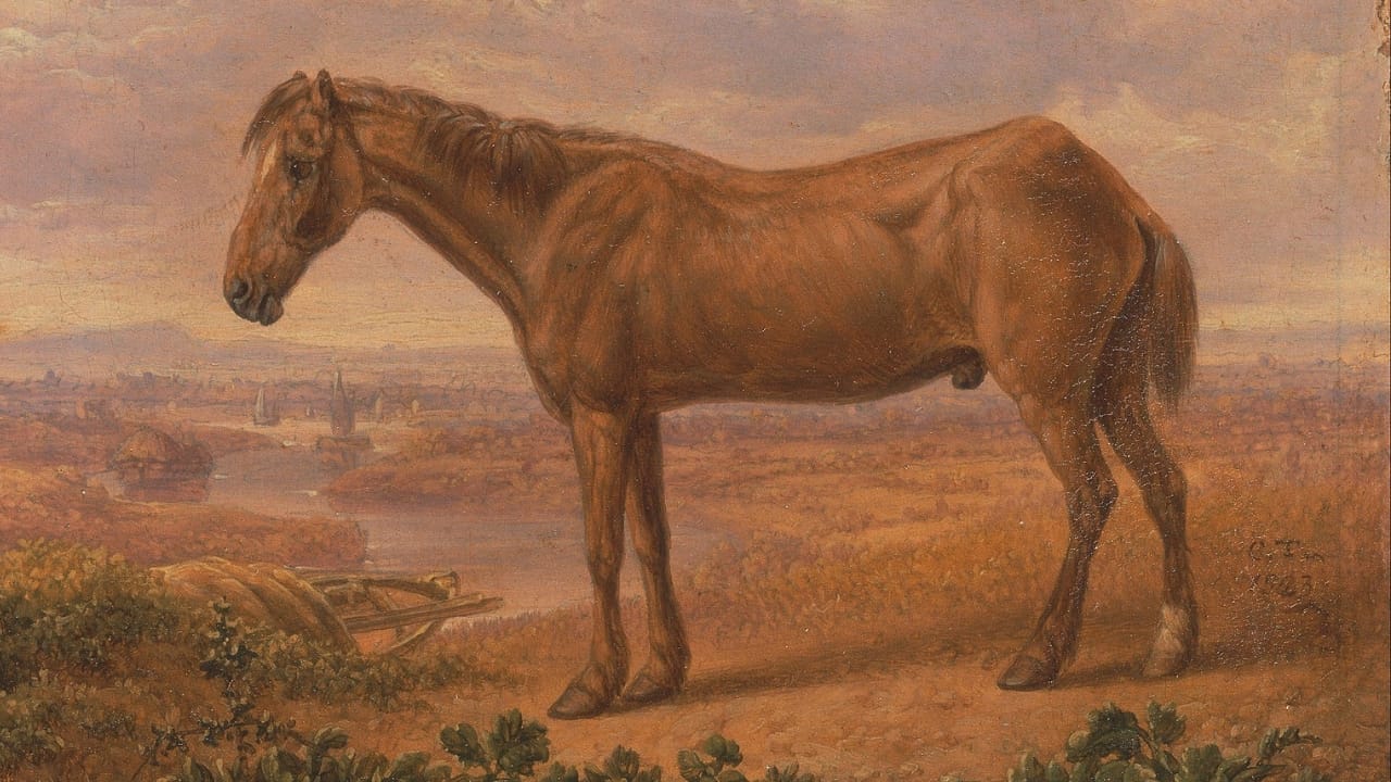 15 Wild Horse Facts Straight from History’s Pages 9 15 Wild Horse Facts Straight from History’s Pages - old billy horse wc