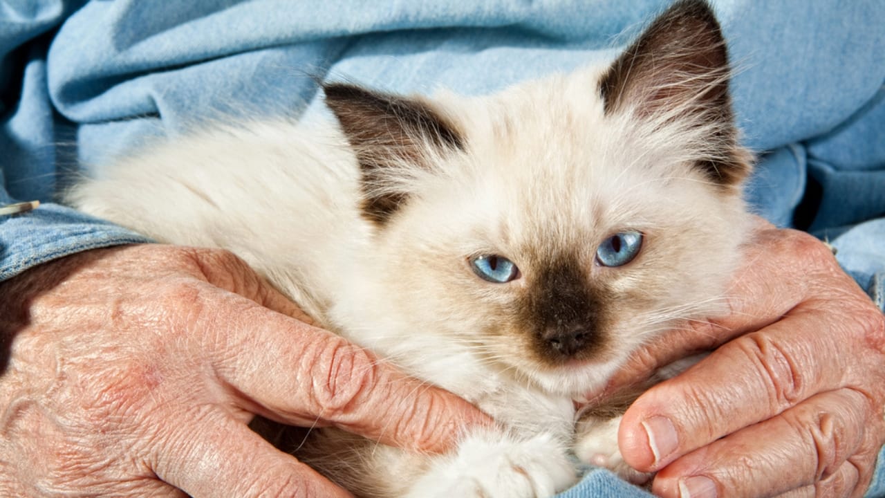 Cats Aren’t Just Cute—Here Are 20 Life-Changing Benefits - old man with cat dp9620615