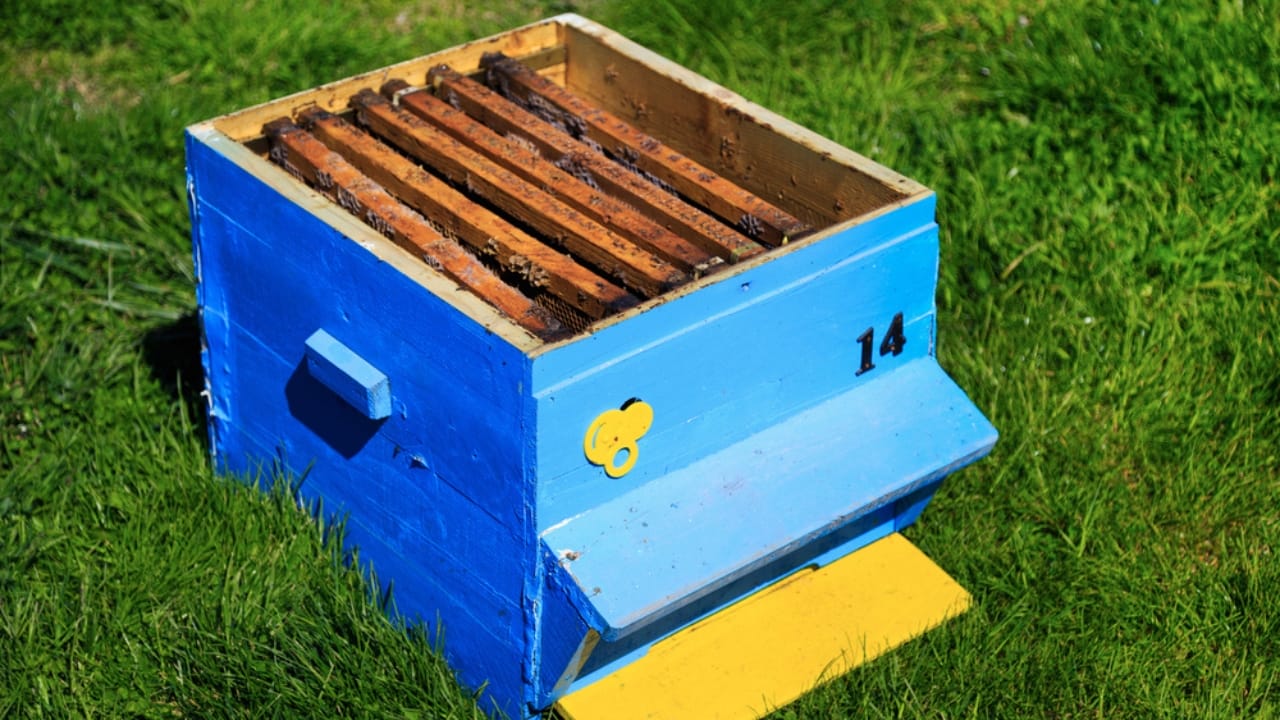30 Rookie Beekeeping Mistakes to Avoid 27 30 Rookie Beekeeping Mistakes to Avoid - open hive dp72766043