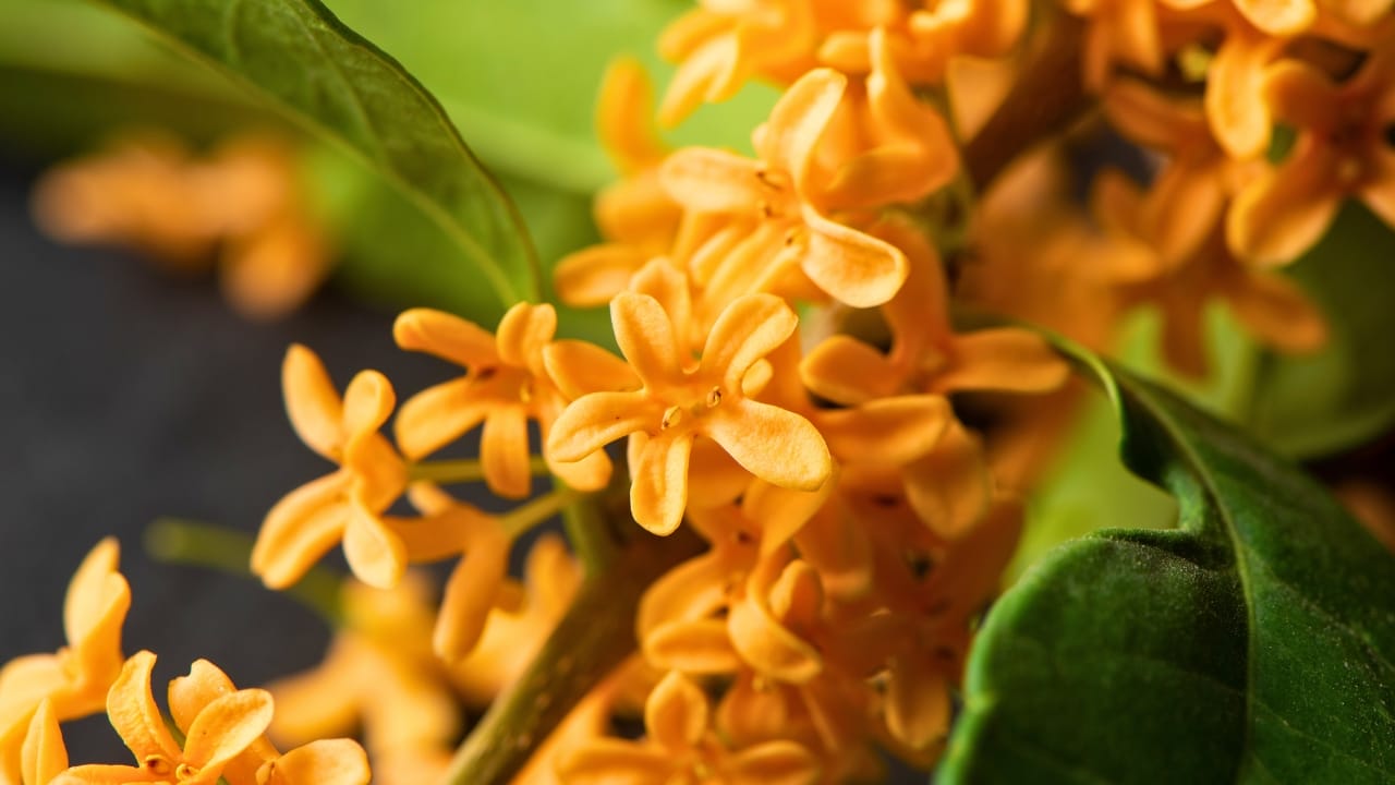 10 Trees to Make Your Backyard Smell Like Paradise - orange flowers of Sweet Osmanthus fragrans ss2218526559 degm