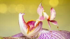 25 Real Animals That Look Too Unique to Be True 1 25 Real Animals That Look Too Unique to Be True - orchid mantis dp700926810