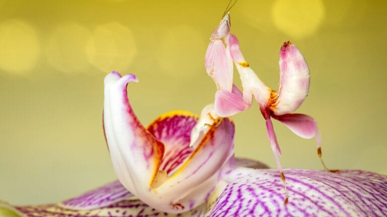 25 Real Animals That Look Too Unique to Be True 8 25 Real Animals That Look Too Unique to Be True - orchid mantis dp700926810