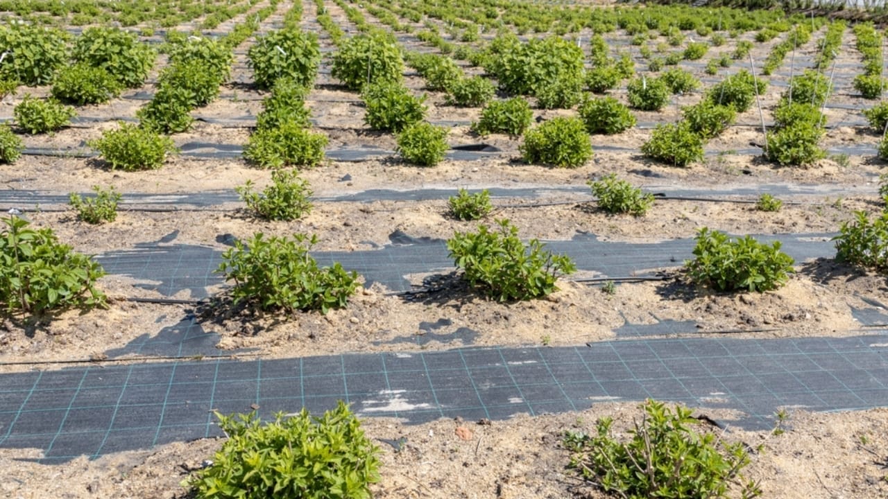 10 Organic Weed Control Methods for a Thriving Perennial Garden 8 10 Organic Weed Control Methods for a Thriving Perennial Garden - organic weed barrier ss2476183023