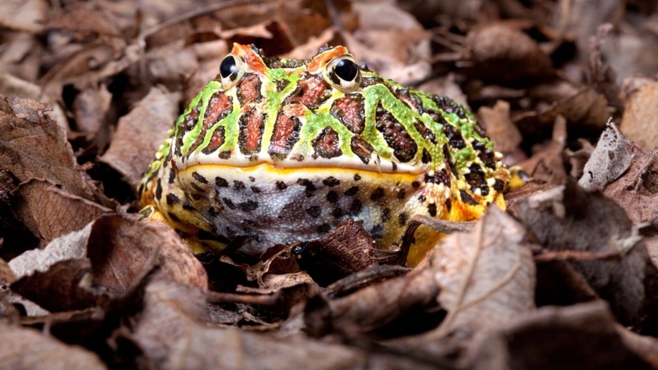 30 Unique Non-Fish Pets to Bring Life to Your Home Aquarium 30 30 Unique Non-Fish Pets to Bring Life to Your Home Aquarium - pacman frog dp9989125