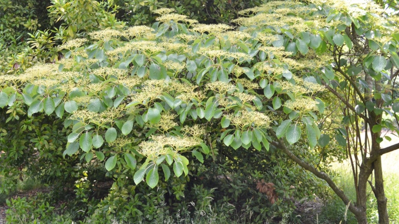 Boost Your Home’s Value by 15% With These 10 Stunning Trees 10 Boost Your Home’s Value by 15% With These 10 Stunning Trees - pagoda dogwood ss1862131969