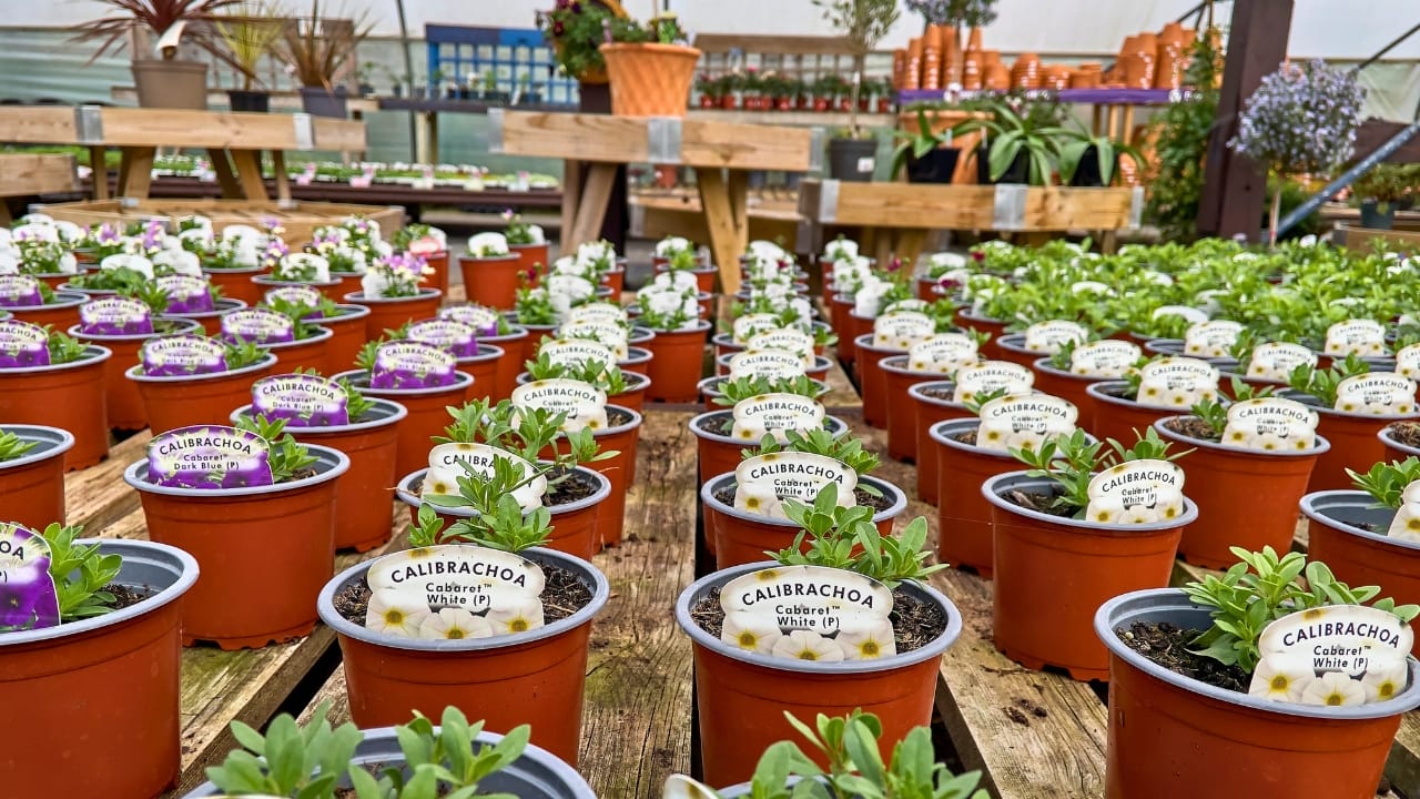 Selling Plants? You Might Be Breaking the Law Without Realizing It 3 Selling Plants? You Might Be Breaking the Law Without Realizing It - palnt nursery ss2470210993