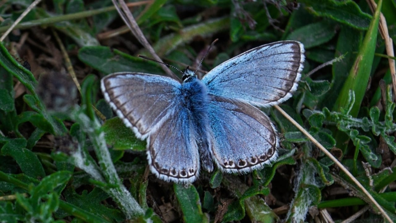 13 of the World’s Rarest Butterflies You’ll Be Lucky to See Even Once 2 13 of the World’s Rarest Butterflies You’ll Be Lucky to See Even Once - palos verdes blue ss2044582742