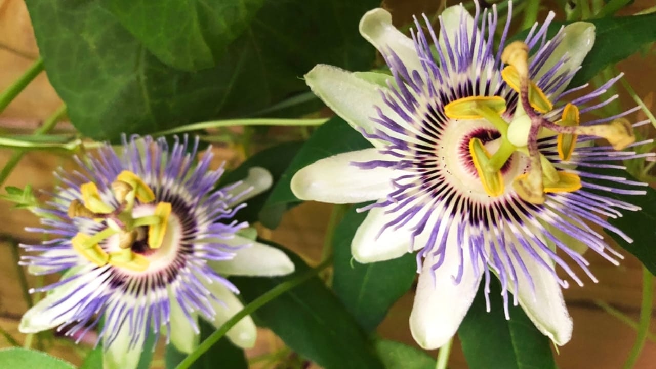 15 Flowering Vines That Beat the Weeds Every Time 7 15 Flowering Vines That Beat the Weeds Every Time - passion flower vine ss2489528767