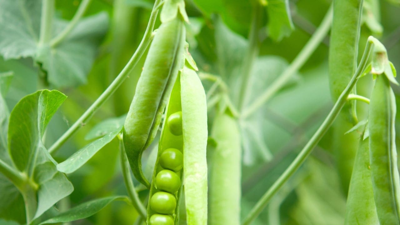 20 Best Vegetables for High-Yield Container Gardening 20 20 Best Vegetables for High-Yield Container Gardening - peas plant dp6021024