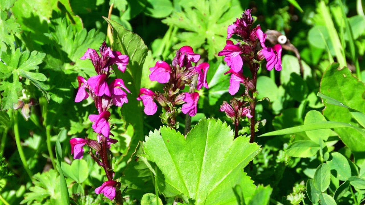 Watch These 13 Flowers Change Colors as the Season Changes 15 Watch These 13 Flowers Change Colors as the Season Changes - pedicularis dp300484022