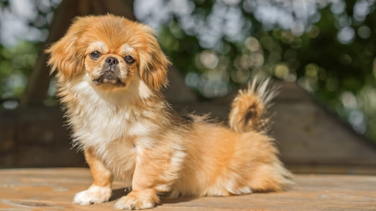 20 Dog Breeds That Lift Your Spirits & Bring Comfort on Hard Days 8 20 Dog Breeds That Lift Your Spirits & Bring Comfort on Hard Days - pekingese ss2356372503