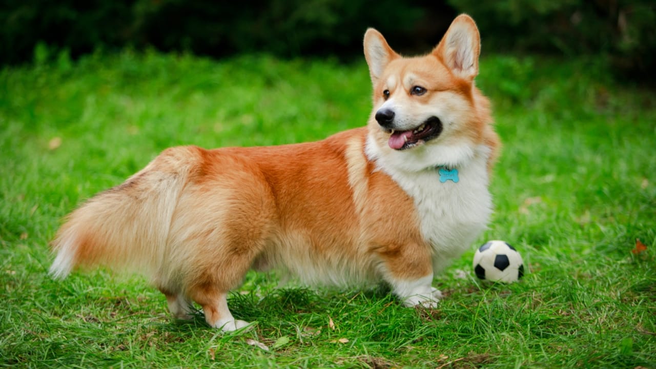 13 Short-Legged Dog Breeds Perfect for All-Day Snuggles - pembroke welsh corgi ss1861514545