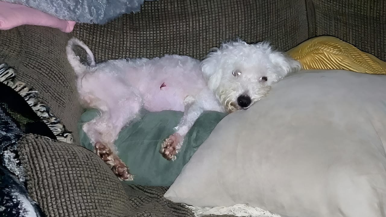 Help Us Find Justice as We Join Pennsylvania Police in the Search for This Dog Abuser to Protect Our Beloved Pets 3 Help Us Find Justice as We Join Pennsylvania Police in the Search for This Dog Abuser to Protect Our Beloved Pets - pennsylvania 2