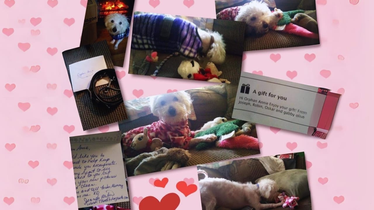 Help Us Find Justice as We Join Pennsylvania Police in the Search for This Dog Abuser to Protect Our Beloved Pets 5 Help Us Find Justice as We Join Pennsylvania Police in the Search for This Dog Abuser to Protect Our Beloved Pets - pennsylvania 3