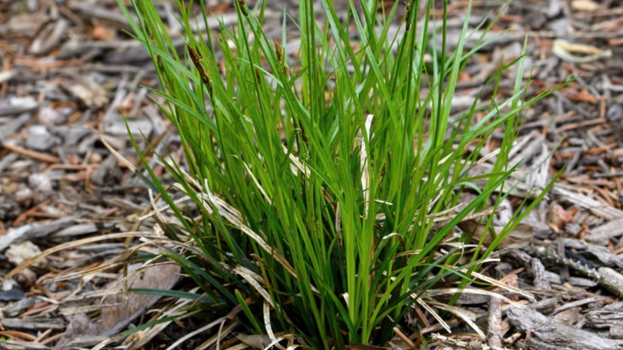 The 15 Best Native Plants to Keep Weeds Out of Your Garden Naturally 5 The 15 Best Native Plants to Keep Weeds Out of Your Garden Naturally - pennsylvania sedge ss1960900570