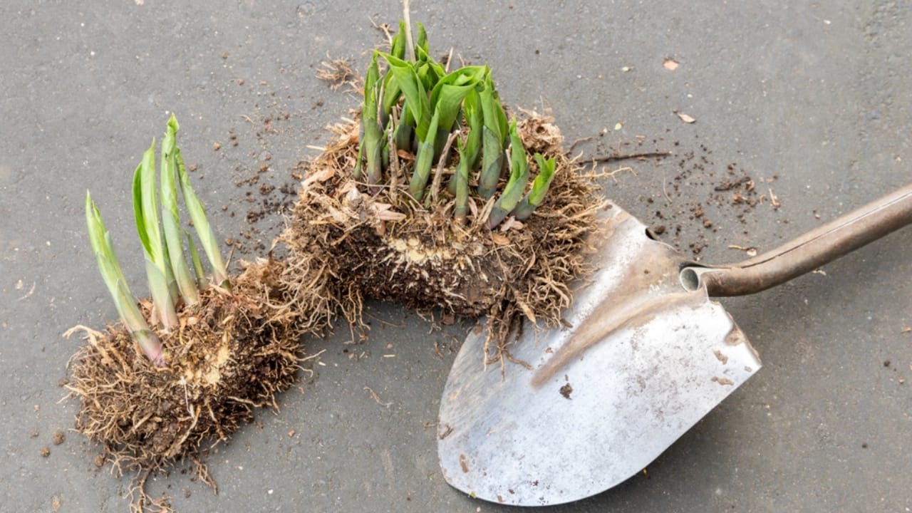 How to Divide Perennials & Double Your Garden Blooms—for Free - perennial hosta clump divided by shovel ss2255907211