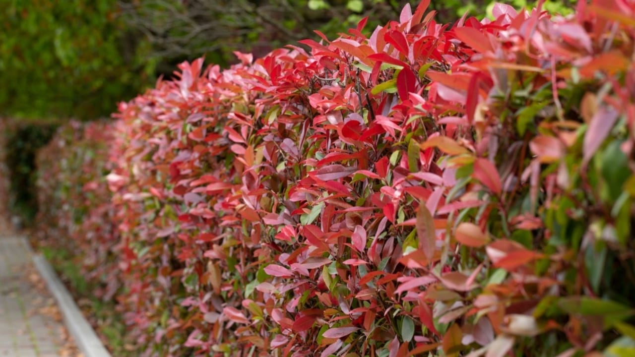 Skip the Fence: 18 Fast-Growing Shrubs for Instant Privacy 11 Skip the Fence: 18 Fast-Growing Shrubs for Instant Privacy - photinia ss2504929761