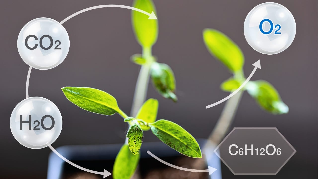 Climate Models Fall Short as Plants Absorb 31% More Carbon Than Expected 3 Climate Models Fall Short as Plants Absorb 31% More Carbon Than Expected - photosynthesis ss2260069963