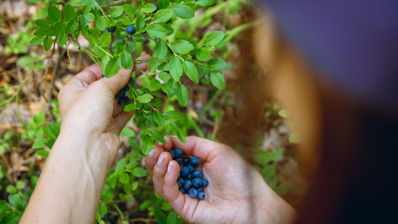 More Than Just for Coffee: 25 Life-Saving Uses for Coffee Filters - picking blueberries in forrest dp115835224