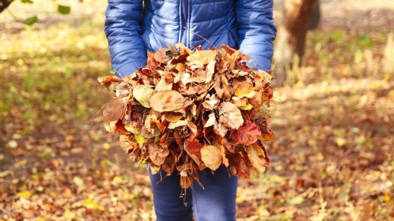 Turning Leaves into Gold: 10 Green Ways to Use Fall Foliage 9 Turning Leaves into Gold: 10 Green Ways to Use Fall Foliage - pile of autumn leaves dry leaves ss2189427913
