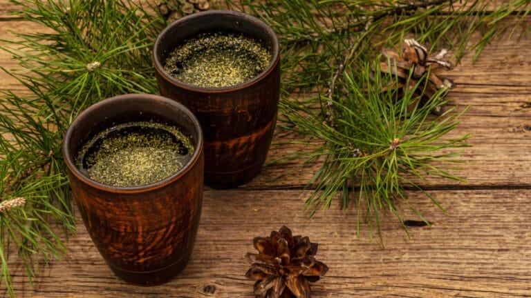 The Power of Pine Needles: 14 Health & Practical Benefits 1 The Power of Pine Needles: 14 Health & Practical Benefits - pine needle tea dp371911214