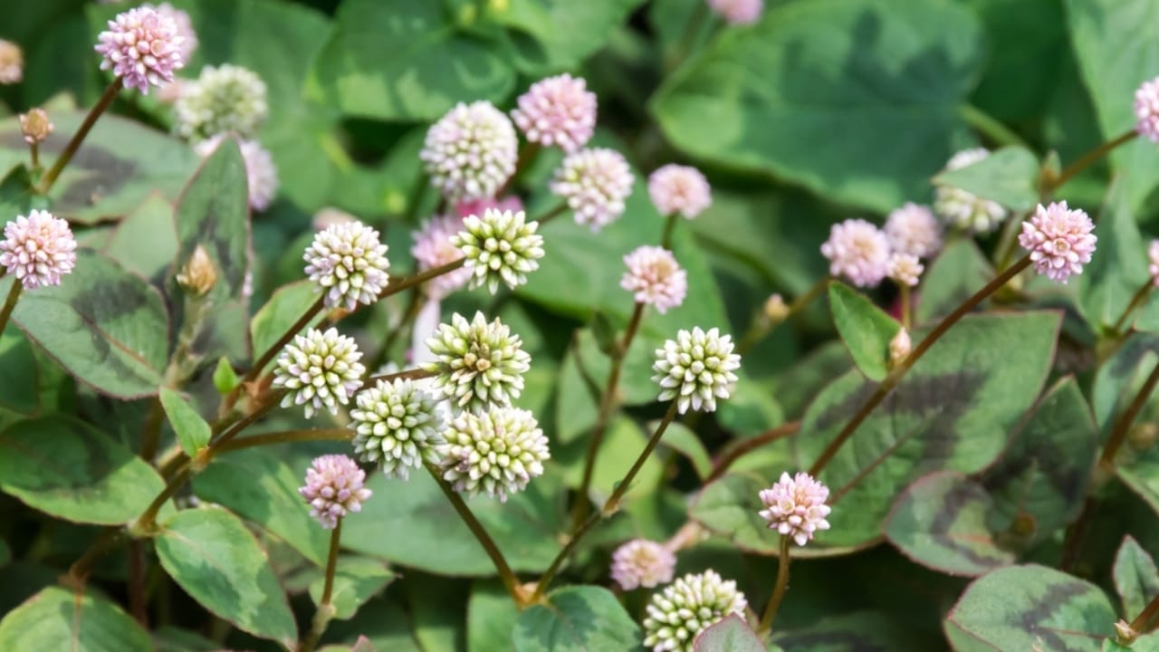 These 12 Ground Covers Combat Unwanted Weeds So You Don’t Have To 7 These 12 Ground Covers Combat Unwanted Weeds So You Don’t Have To - pink knotweed ss2243198513