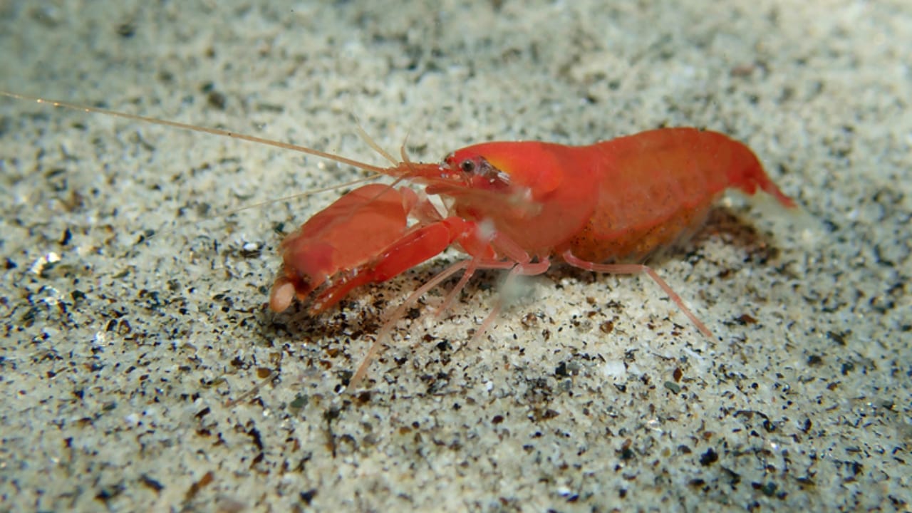 30 Unique Non-Fish Pets to Bring Life to Your Home Aquarium 22 30 Unique Non-Fish Pets to Bring Life to Your Home Aquarium - pistol shrimp dp726225808