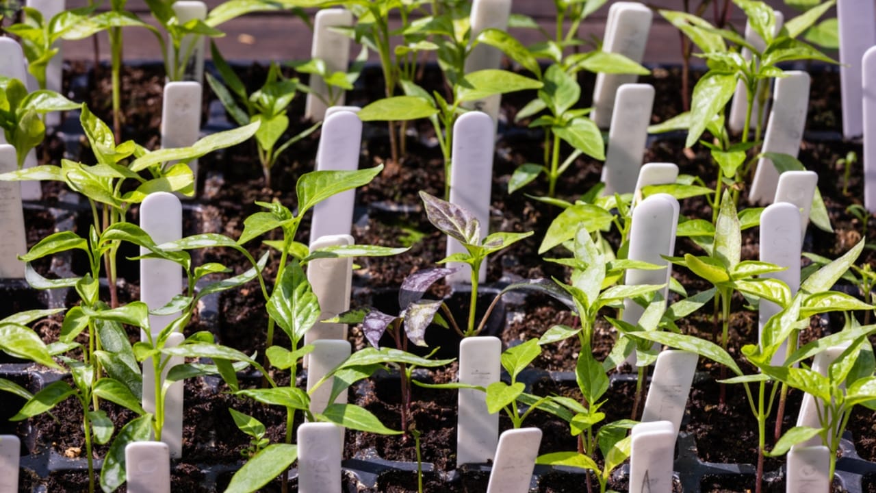 Selling Plants? You Might Be Breaking the Law Without Realizing It 4 Selling Plants? You Might Be Breaking the Law Without Realizing It - plant label ss1716597397