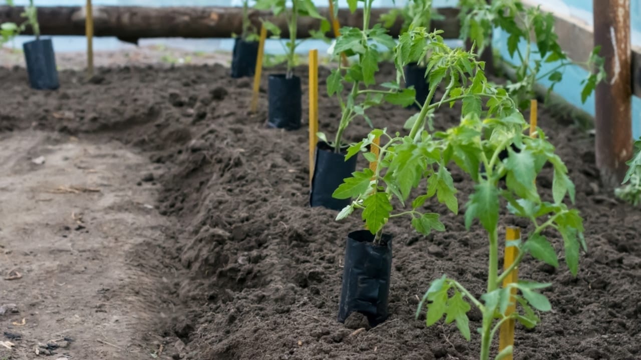 10 Organic Weed Control Methods for a Thriving Perennial Garden 9 10 Organic Weed Control Methods for a Thriving Perennial Garden - plant spacing ss2250491161