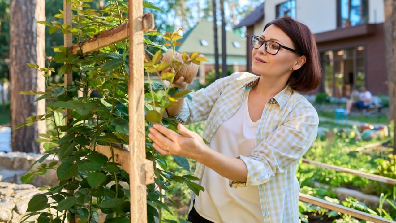 Transform Your Fence with Fragrant Climbing Roses for Privacy & Charm 3 Transform Your Fence with Fragrant Climbing Roses for Privacy & Charm - planting climbing rose ss2077526650