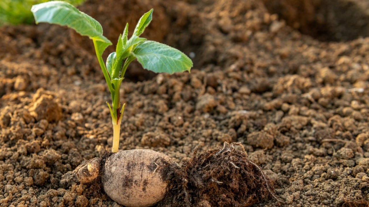 Overwinter Dahlias: How to Save Them for Next Year’s Blooms 6 Overwinter Dahlias: How to Save Them for Next Year’s Blooms - planting dahlia tubers dp659114152