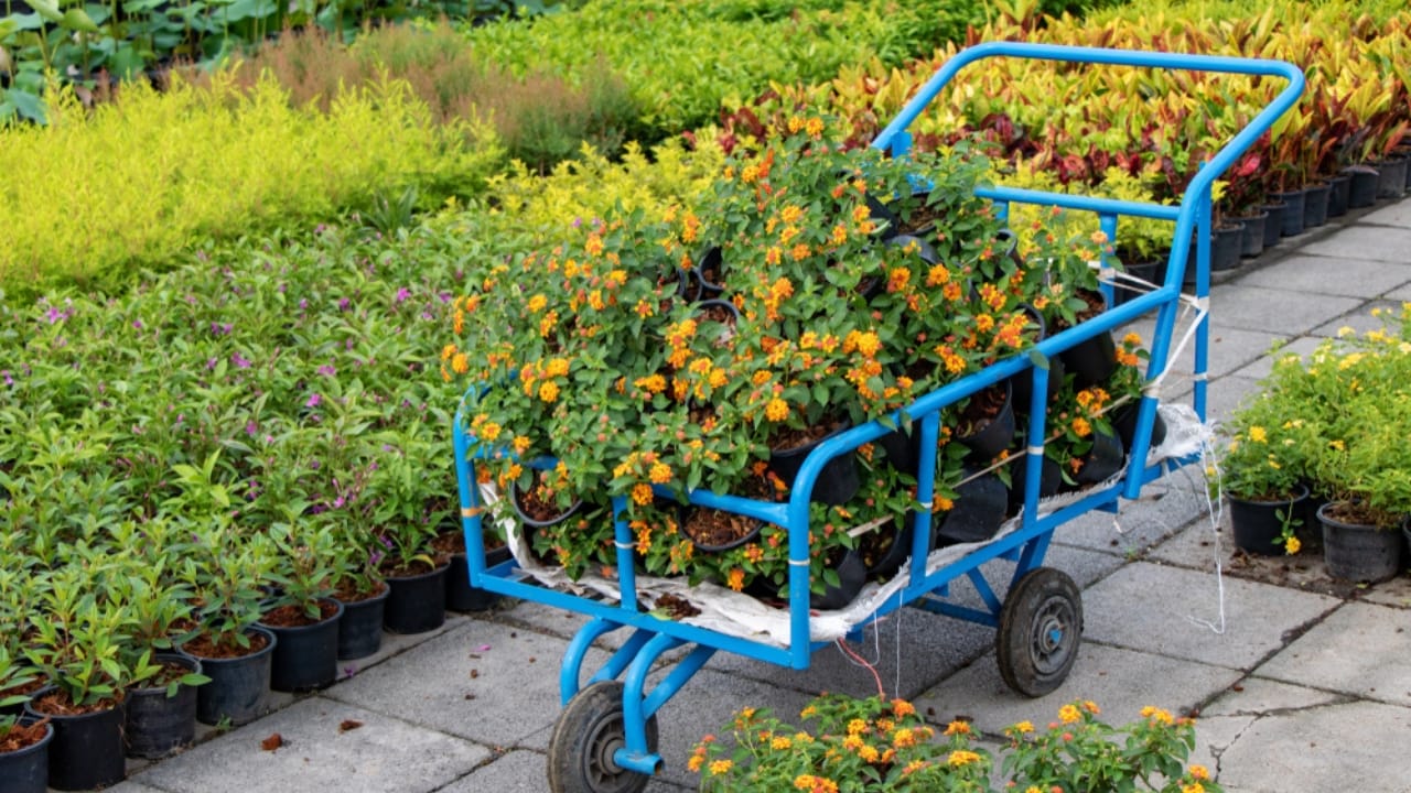 Lantanas are the New Favorite for Gardeners Everywhere 6 Lantanas are the New Favorite for Gardeners Everywhere - planting lantana ss1432762643