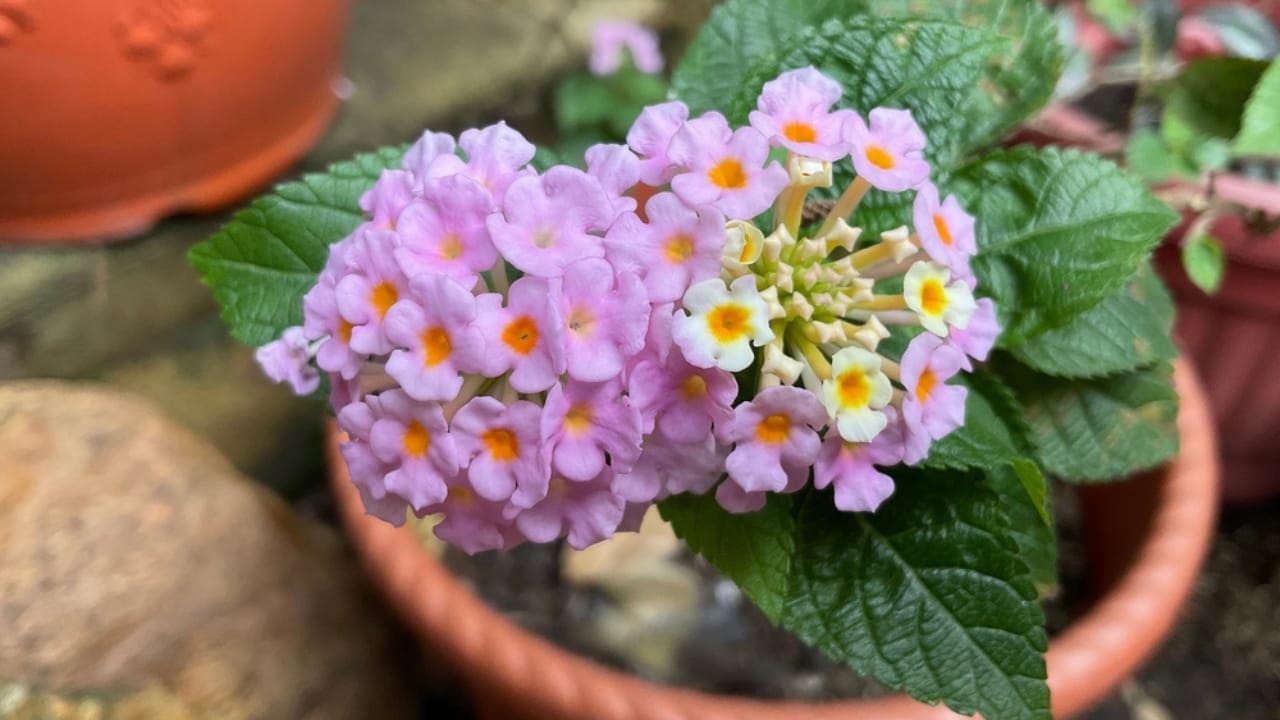 Lantanas are the New Favorite for Gardeners Everywhere 7 Lantanas are the New Favorite for Gardeners Everywhere - planting lantana ss2198767361