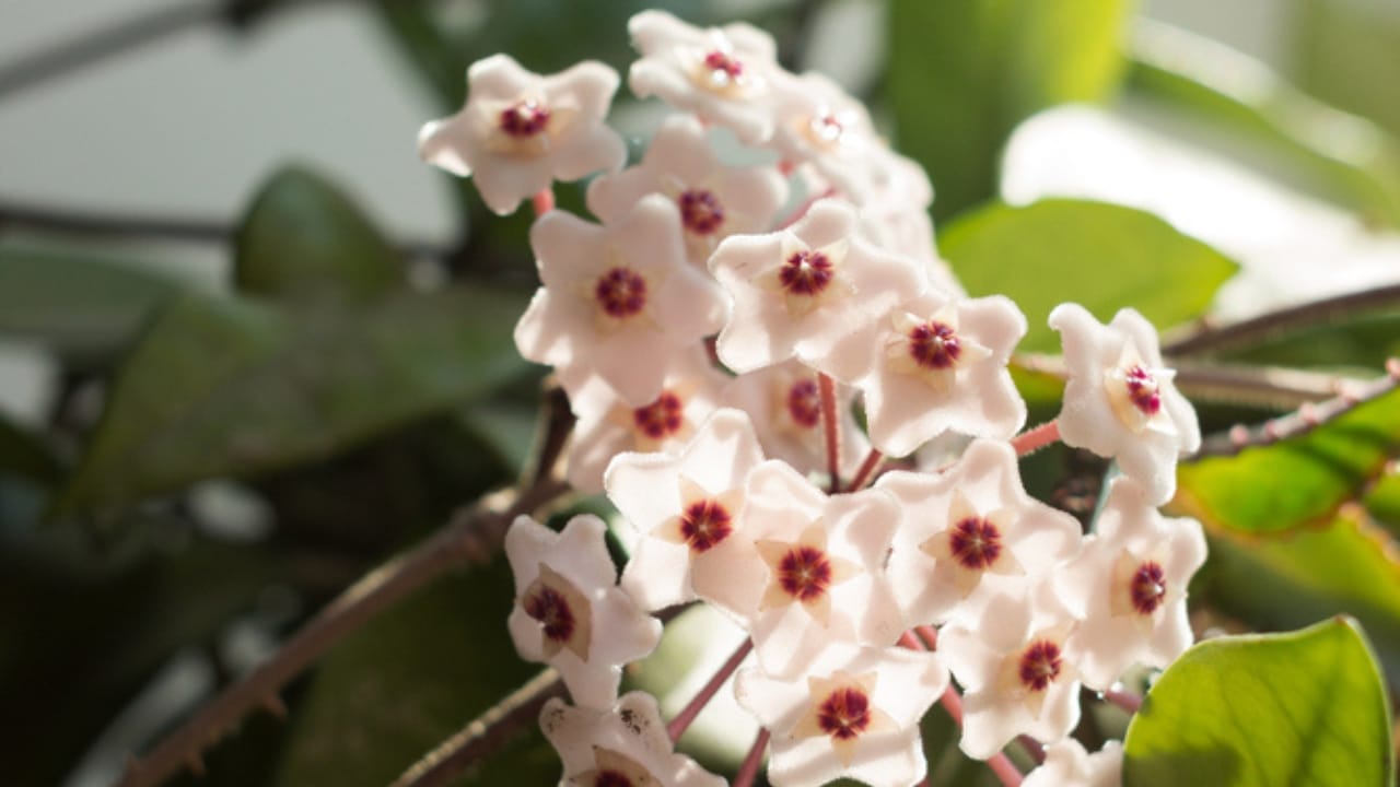 The Houseplant That Looks Like Porcelain & Smells Like Heaven 5 The Houseplant That Looks Like Porcelain & Smells Like Heaven - plants hoya carnosa dp413470902