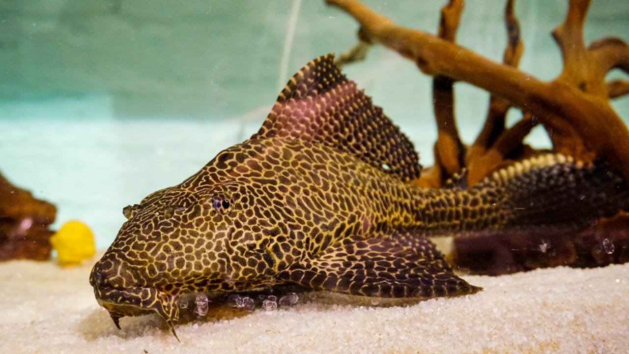 First Pet? 13 Easygoing Pets Perfect for Beginners 11 First Pet? 13 Easygoing Pets Perfect for Beginners - plecostomus dp568933118