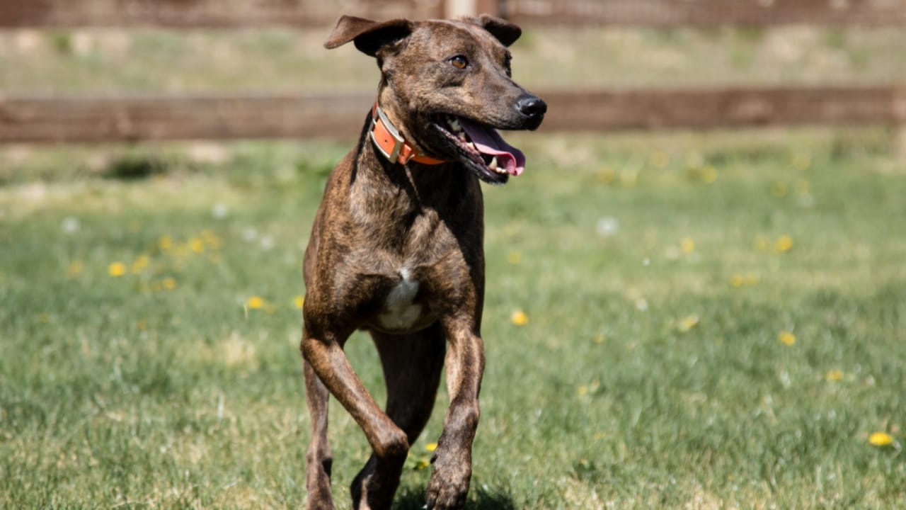 Meet the Plott Dog: 7 Reasons This Rare Hound Deserves Fame - plott hound coat ss1431380636