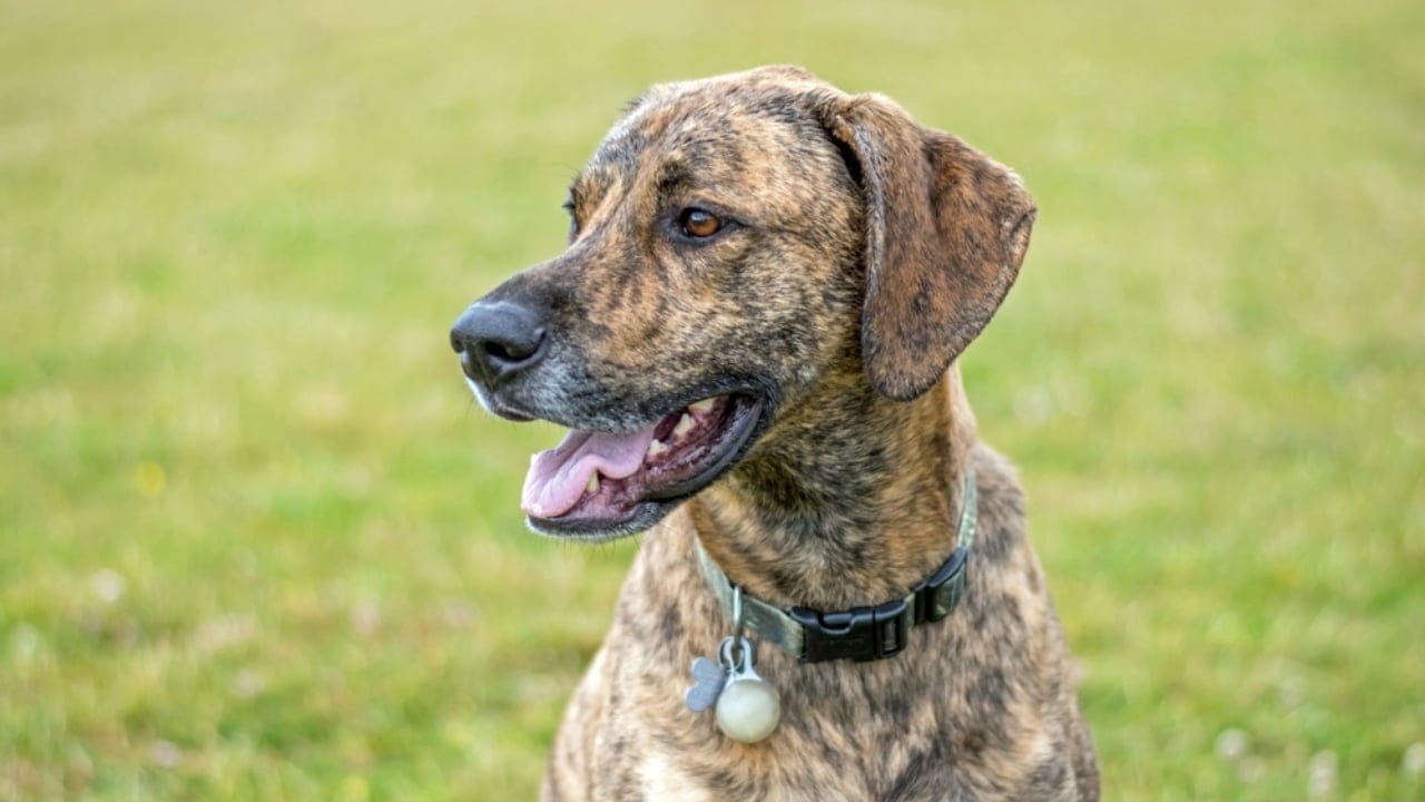 Meet the Plott Dog: 7 Reasons This Rare Hound Deserves Fame - plott hound dog ss2412808303