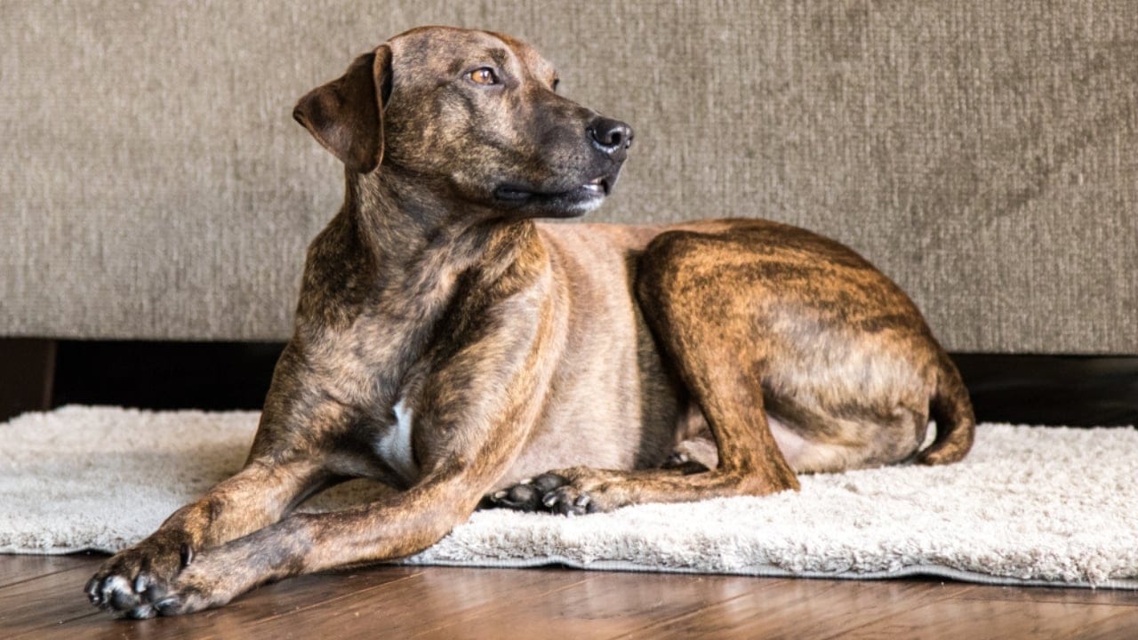 Meet the Plott Dog: 7 Reasons This Rare Hound Deserves Fame - plott hound protective ss1431380615