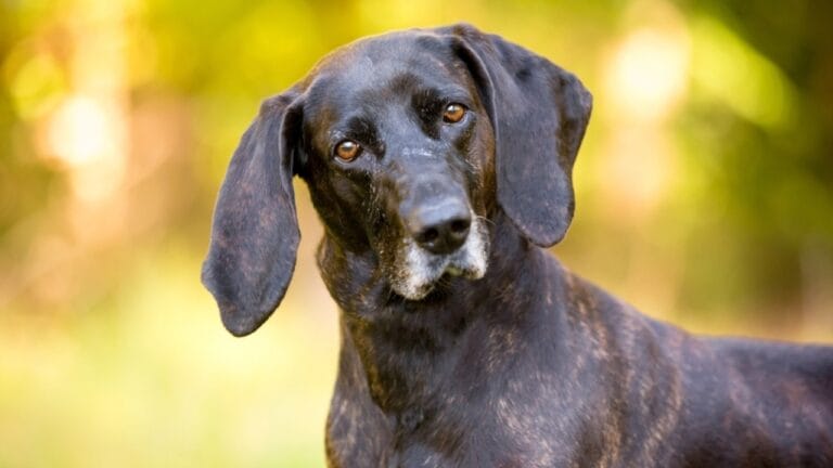 Meet the Plott Dog: 7 Reasons This Rare Hound Deserves Fame - plott hound ss2457441319