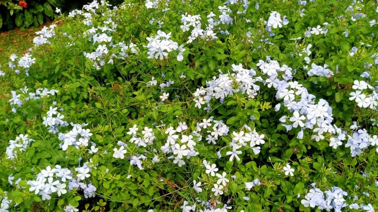 15 Perennials to Make Your Autumn Garden Glow with Colorful Foliage 7 15 Perennials to Make Your Autumn Garden Glow with Colorful Foliage - plumbago ss2484457231