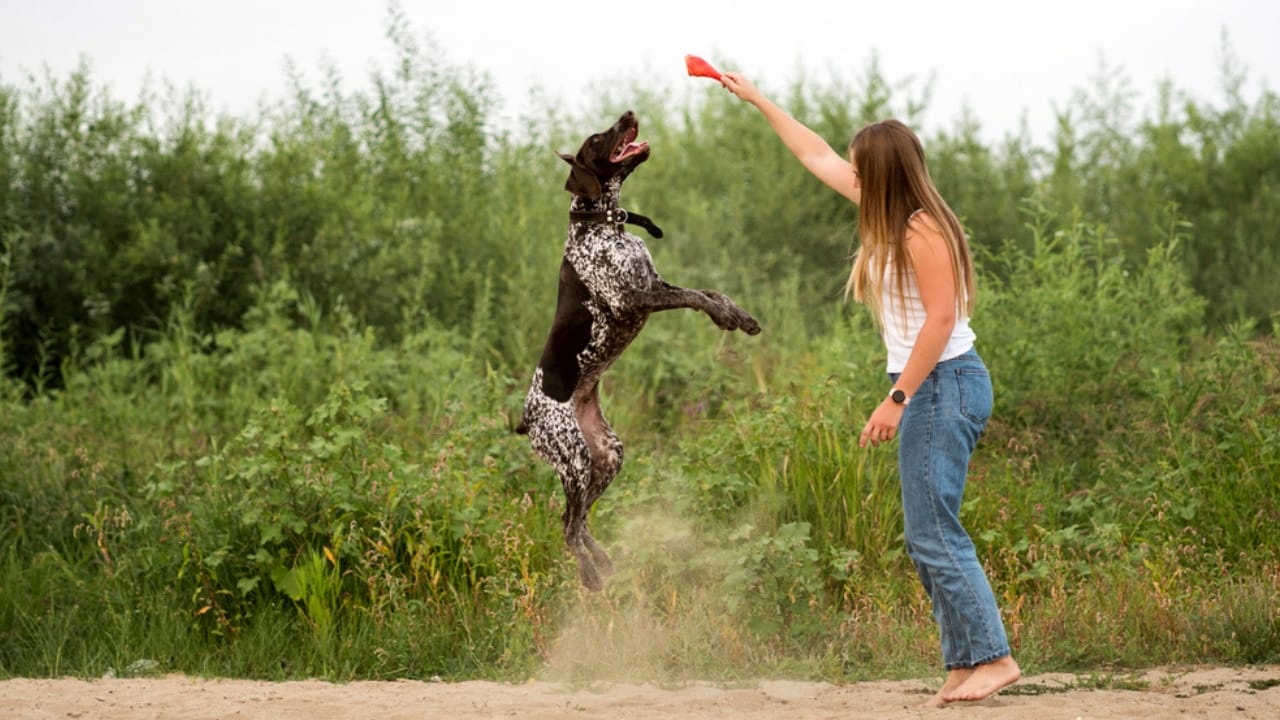9 Reasons Pointers are Truly Exceptional Canine Companions 7 9 Reasons Pointers are Truly Exceptional Canine Companions - pointer training ss1702627096